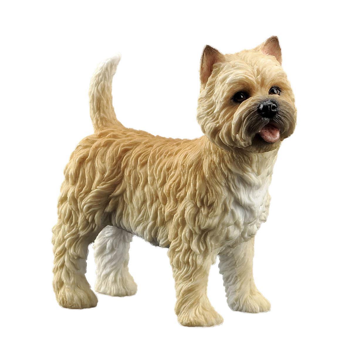 Cairn terrier