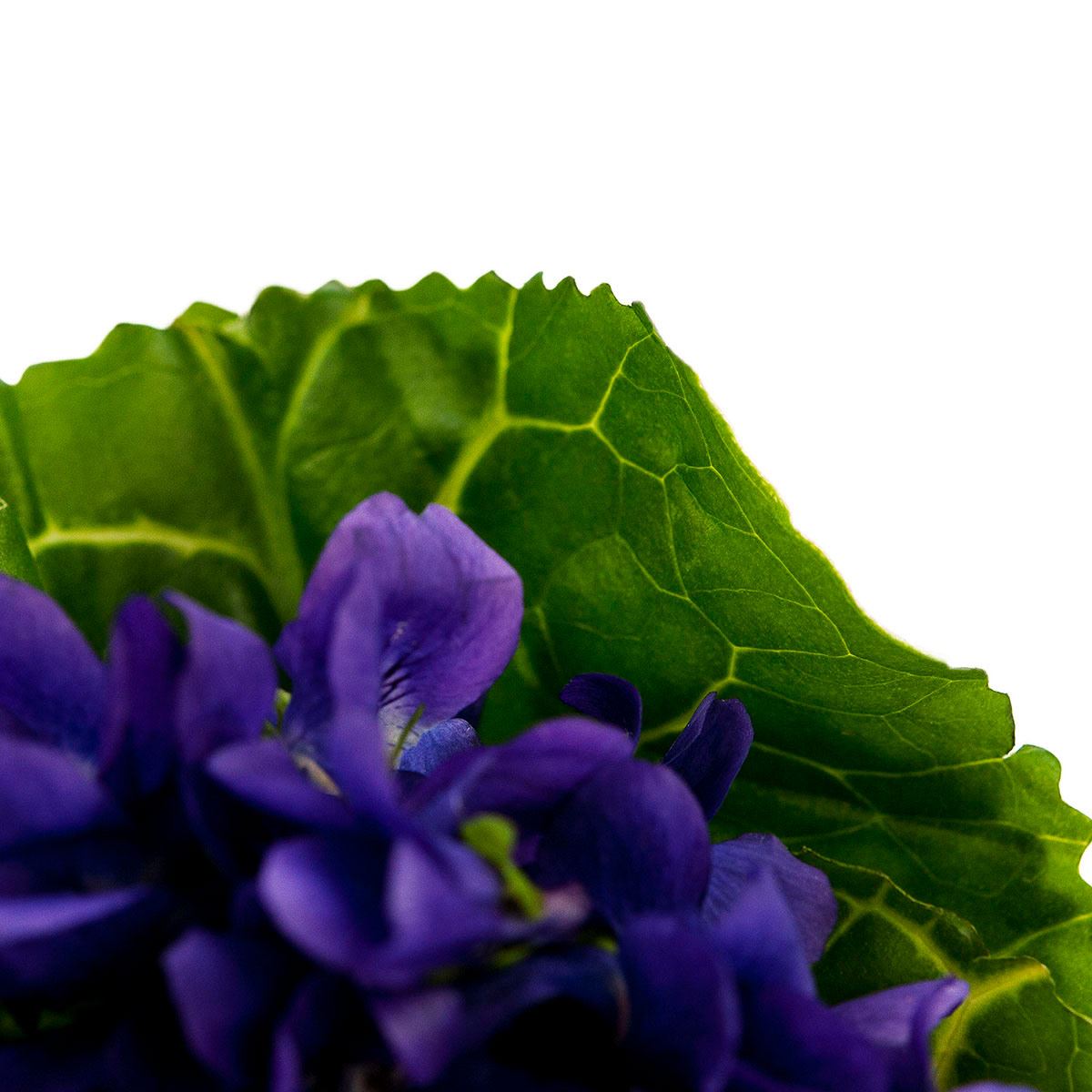 MB LEGEND EDP 100 ML