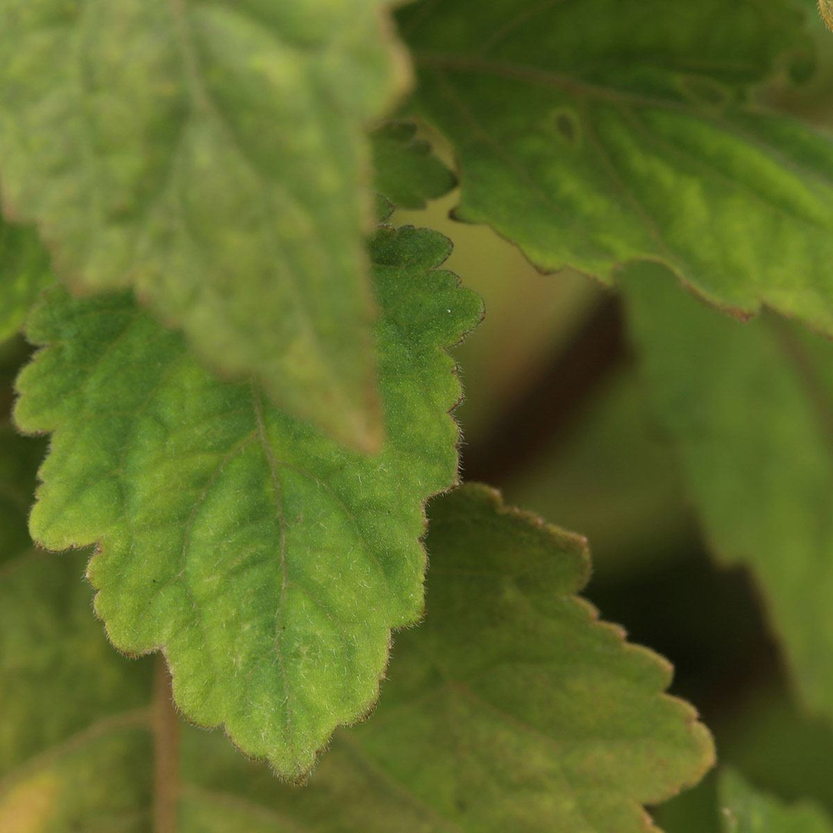 Perfume para Hombre Montblanc Explorer EDP 200ml