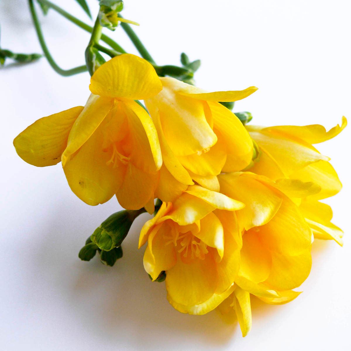 Coach Dreams Sunset Edp 90 Ml