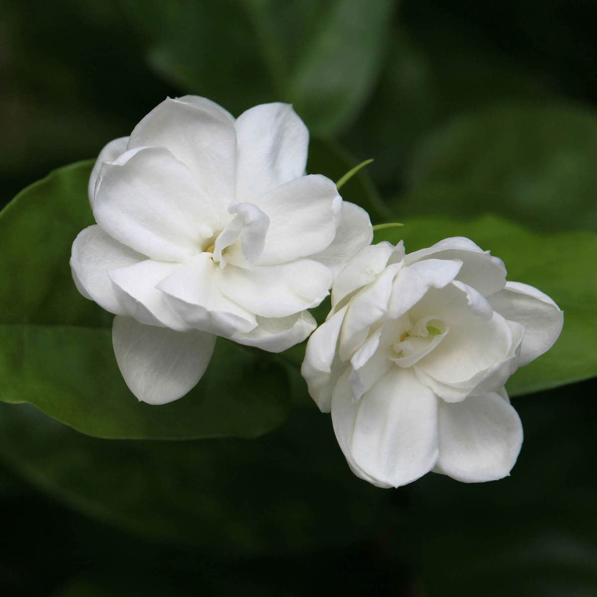 Coach Dreams Sunset Edp 90 Ml