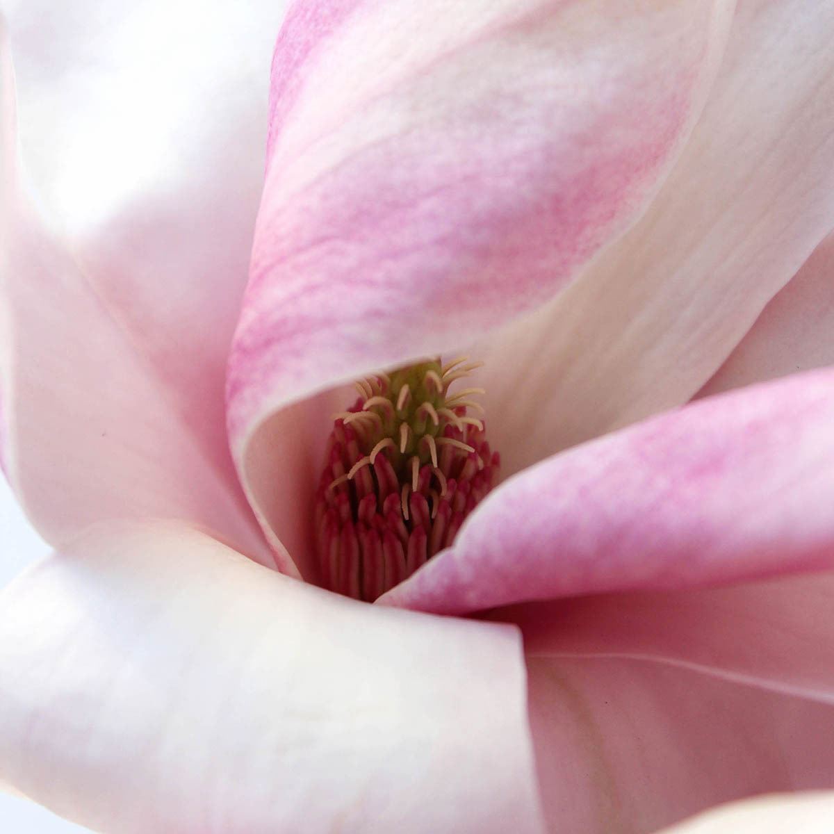 Coach Dreams Sunset Edp 90 Ml