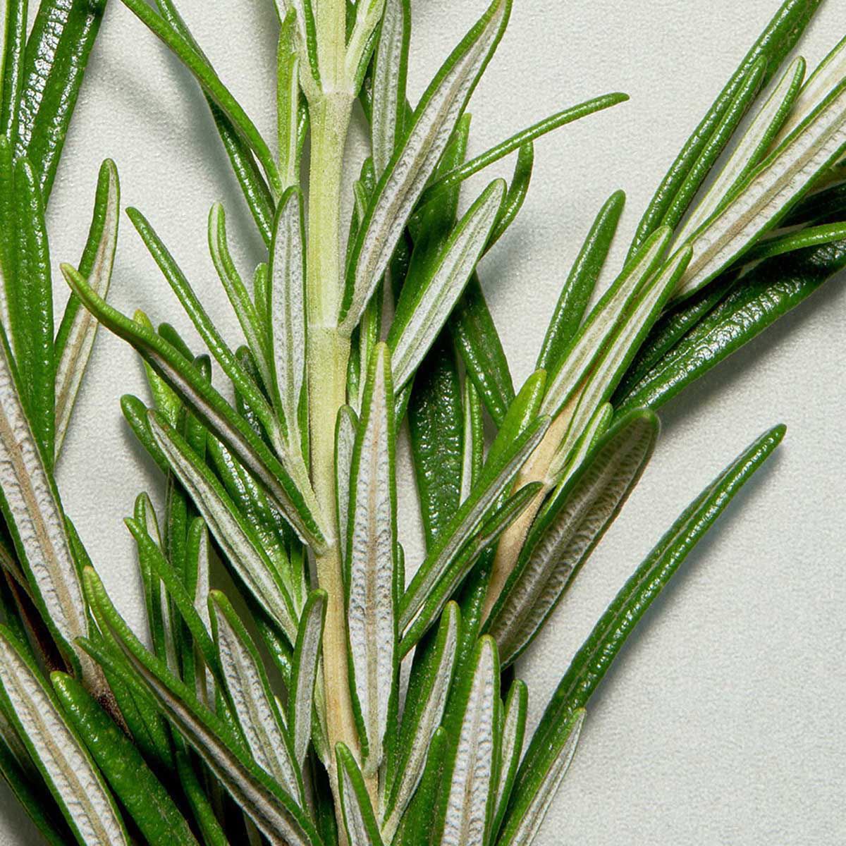 Coach Man Green EDT 100 ML