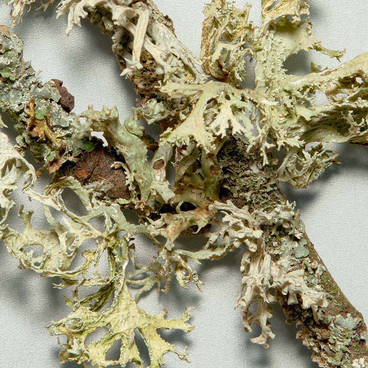 Coach Man Green EDT 100 ML