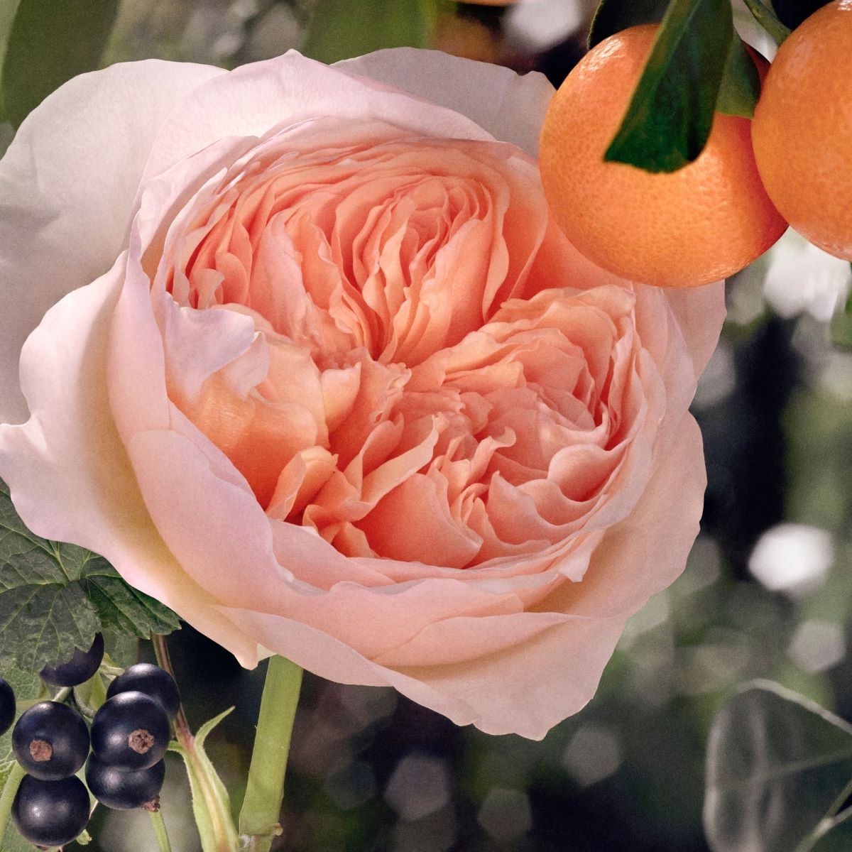 Fragancia para Mujer Chloé Rose Tangerine Eau de Toilette 75ml