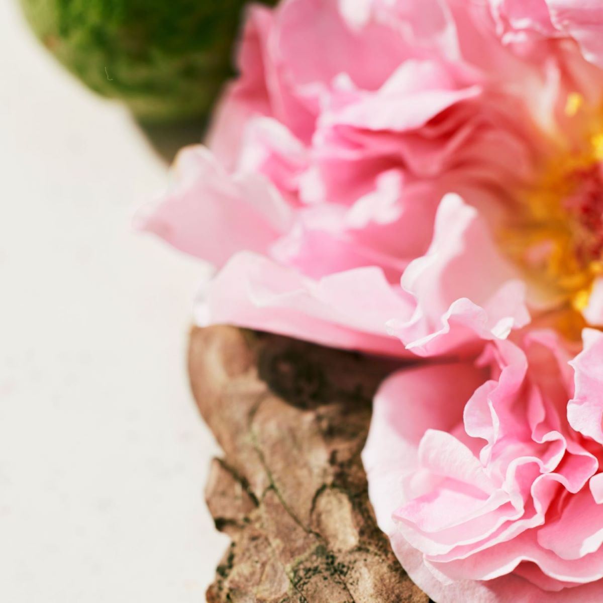 Fragancia para Mujer Chloé Intense Rose Naturelle Intense Eau de Parfum 100ml