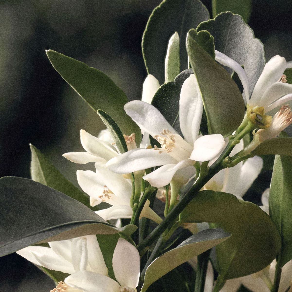 Fragancia para Mujer Chloé Rose Naturelle Eau de Parfum 100ml