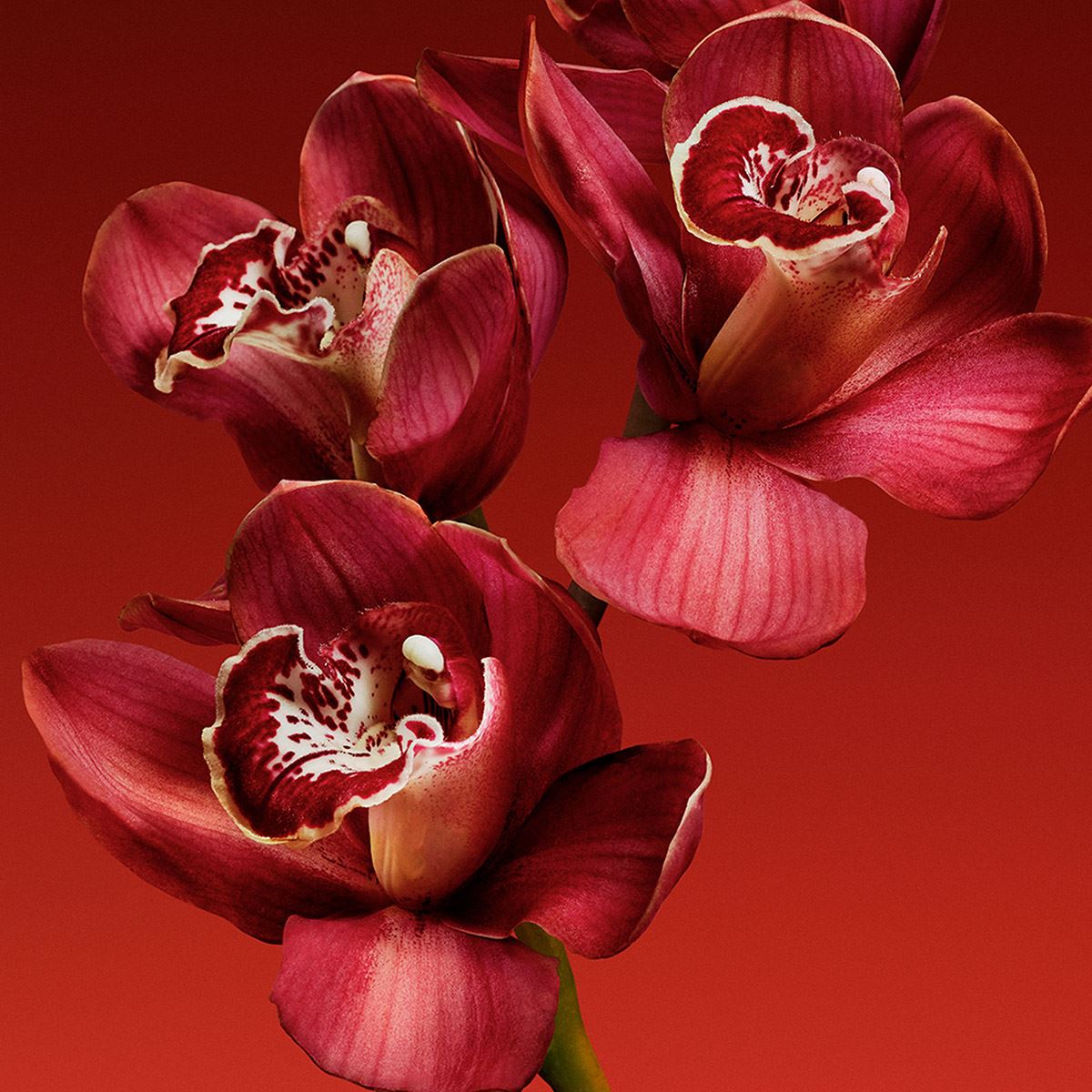 Fragancia para Mujer Calvin Klein My Euphoria EDP 100ml