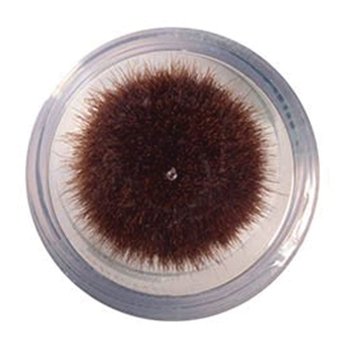 Polvo Maquillaje True Match Minerals L'Oréal París Tono Buff Beige