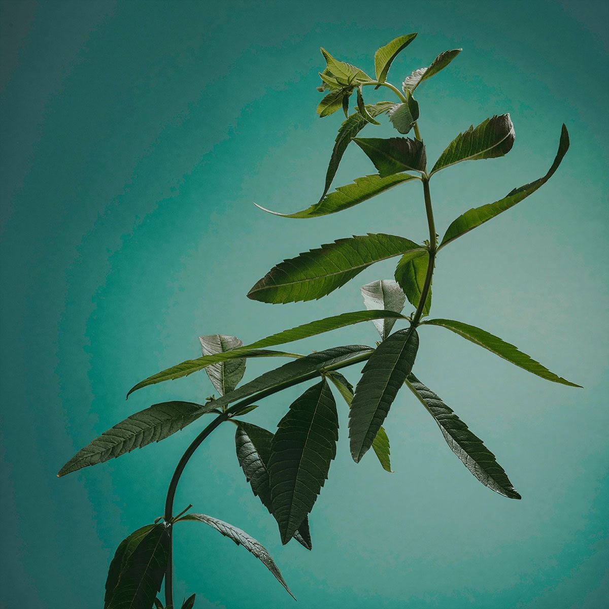 Perfume para Hombre Adolfo Dominguez Agua Fresca de Verbena Eau de Toilette 120 ml