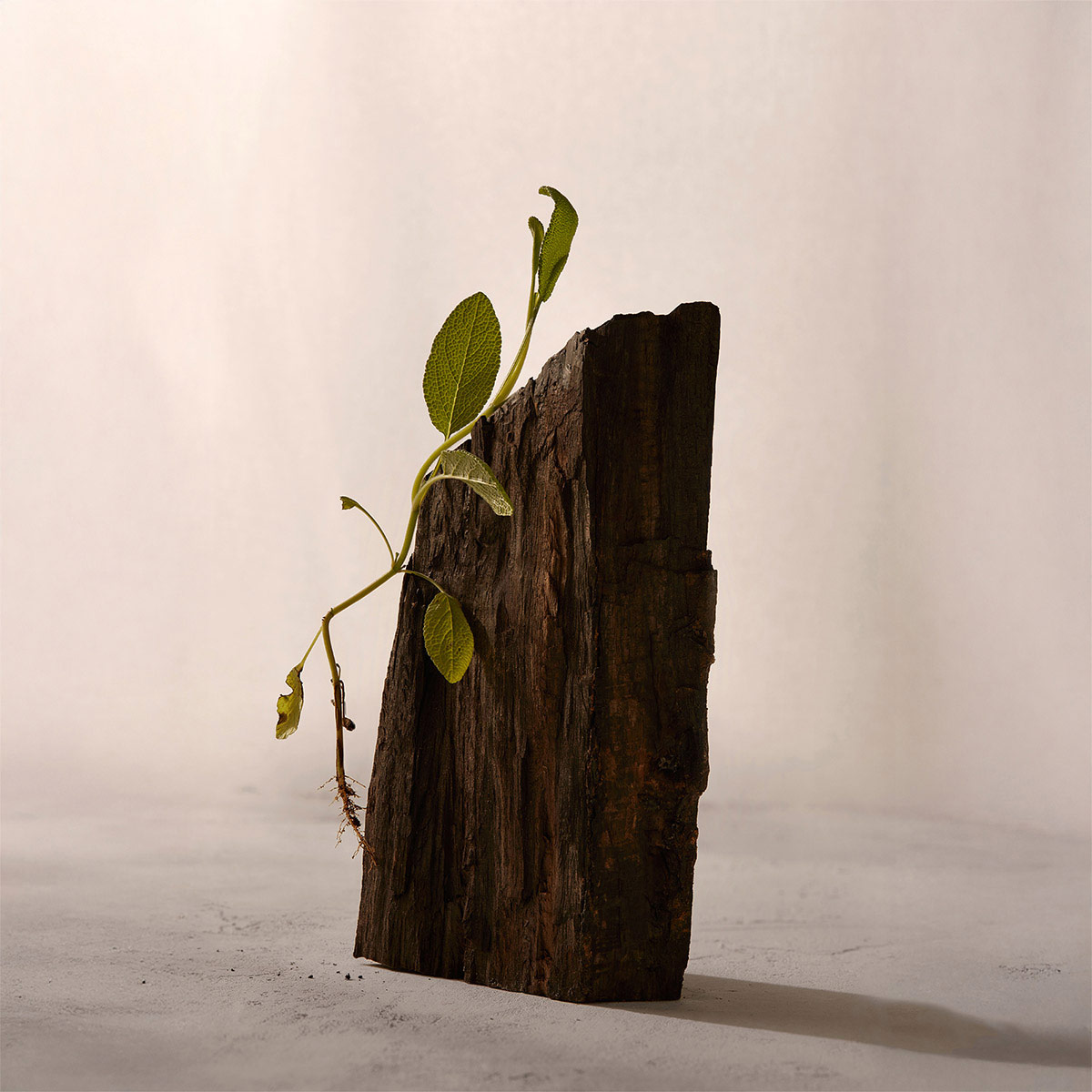 Set para Hombre Adolfo Dominguez Ebano Salvia