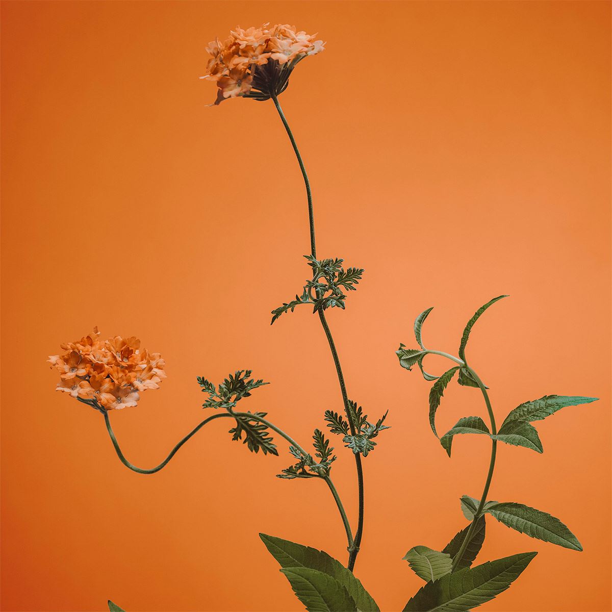 Perfume para Mujer Adolfo Dominguez Verbena Eau de Toilette 120ml