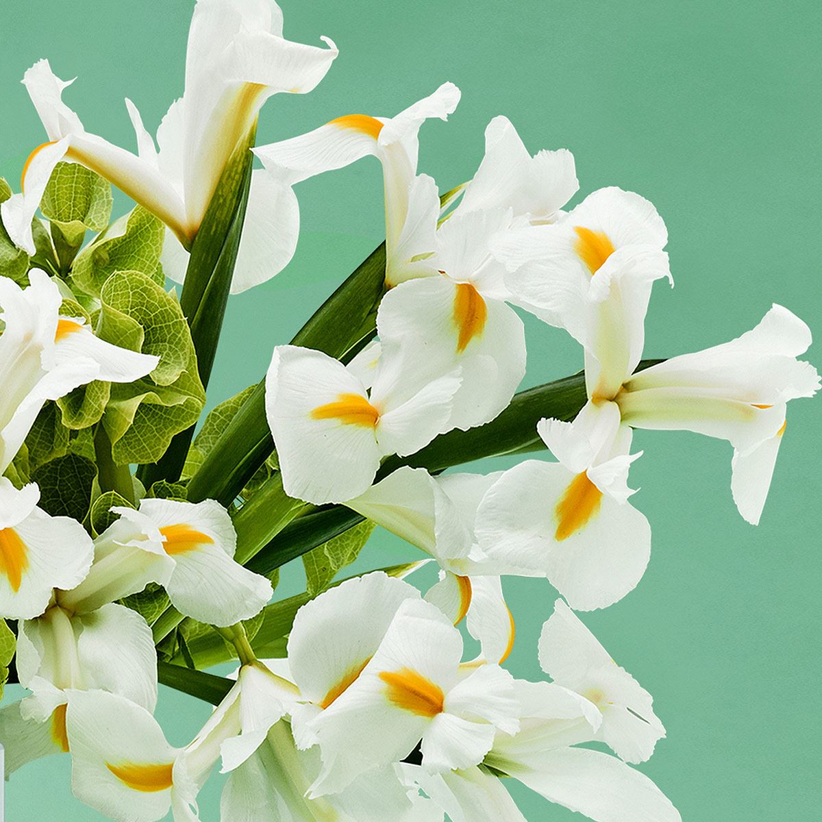 Victorio & Lucchino Agua Nº3 Iris Luminoso EDT 150ML Perfume Para Dama