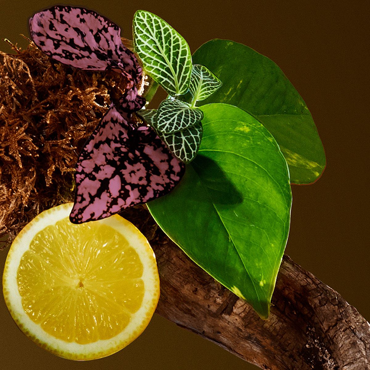 Victorio & Lucchino Agua Nº3 Seducción Magnética EDT 150ML Perfume Para Caballero