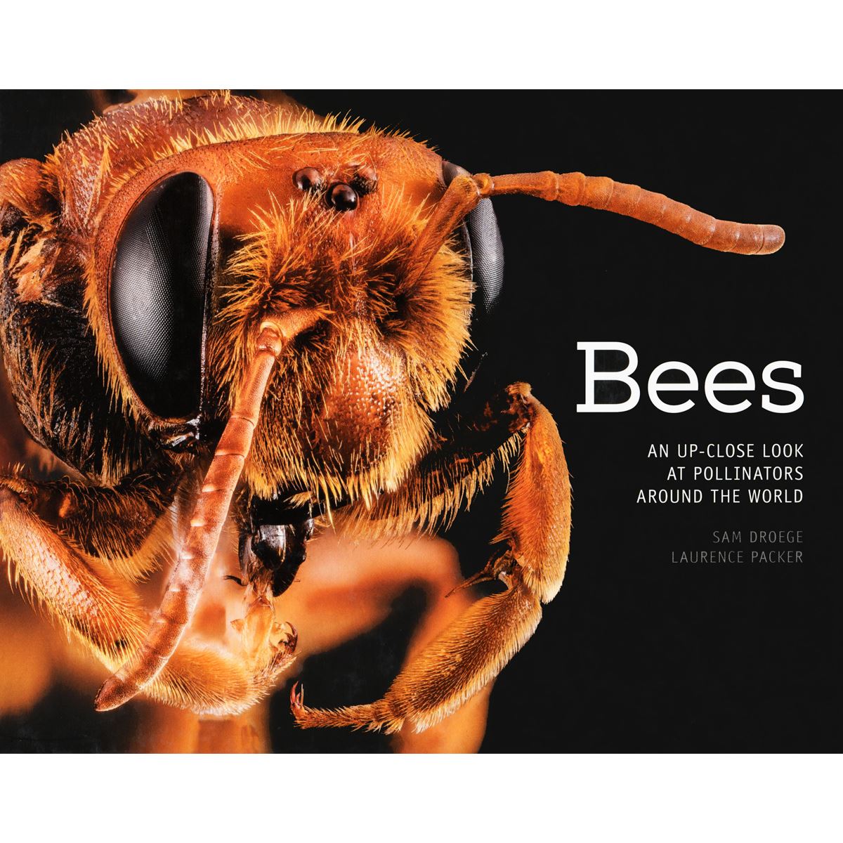 Bees: An Up-Close Look At Pollinators Around The World