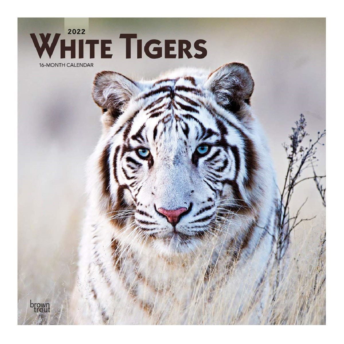 Calendario 2022 White Tigers Square