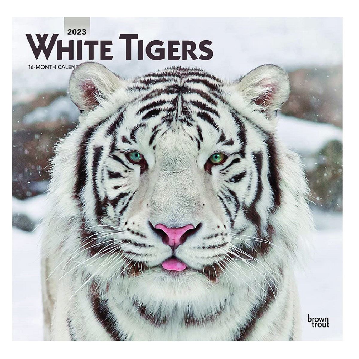 2023 White Tigers Square Calendario