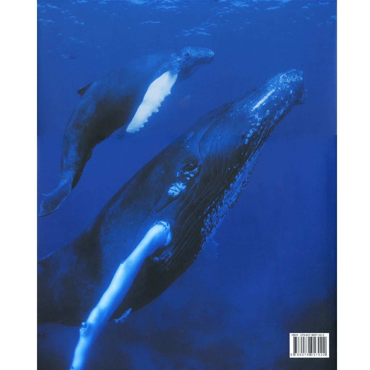 Animales de América, Migraciones y grandes concentraciones