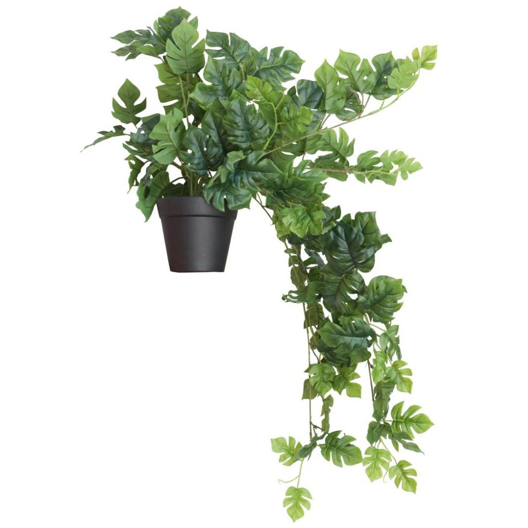 Planta Decorativa Erhan Gaf