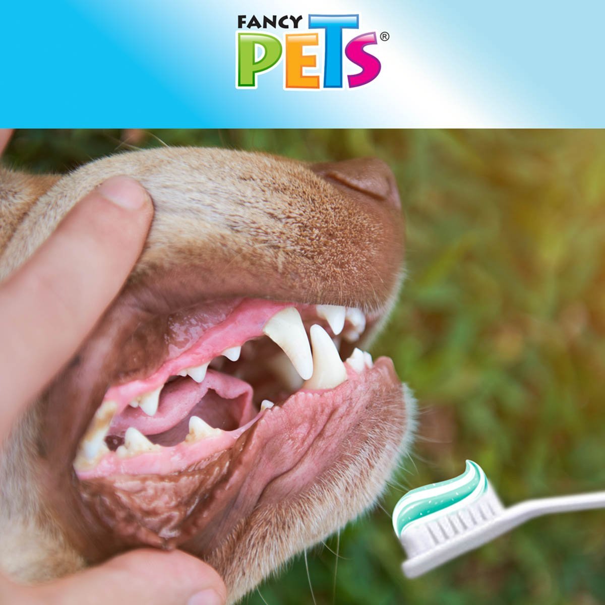 Kit Dental para Perro con Pasta Y Cepillo