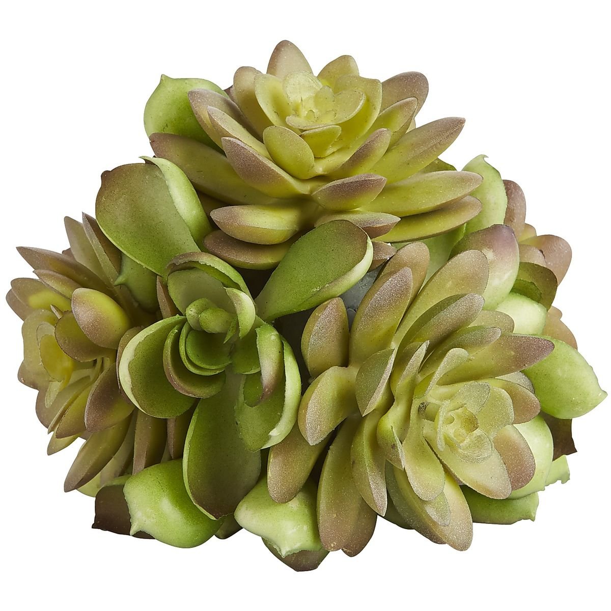Esfera Succulent Pier 1 Imports