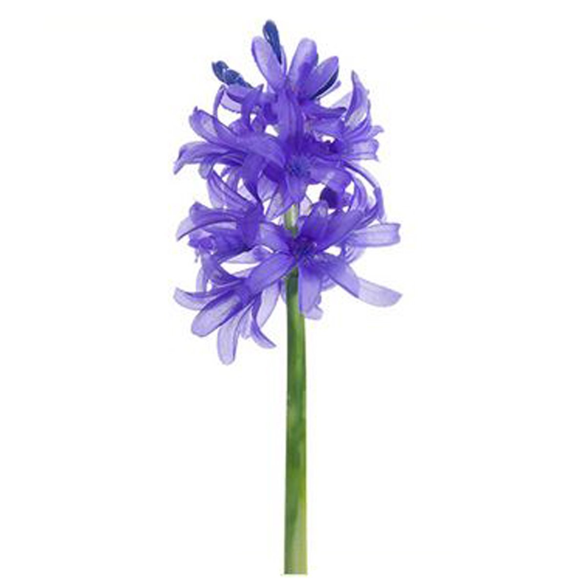 11 Hyacinth Spray Helio Allstate Floral