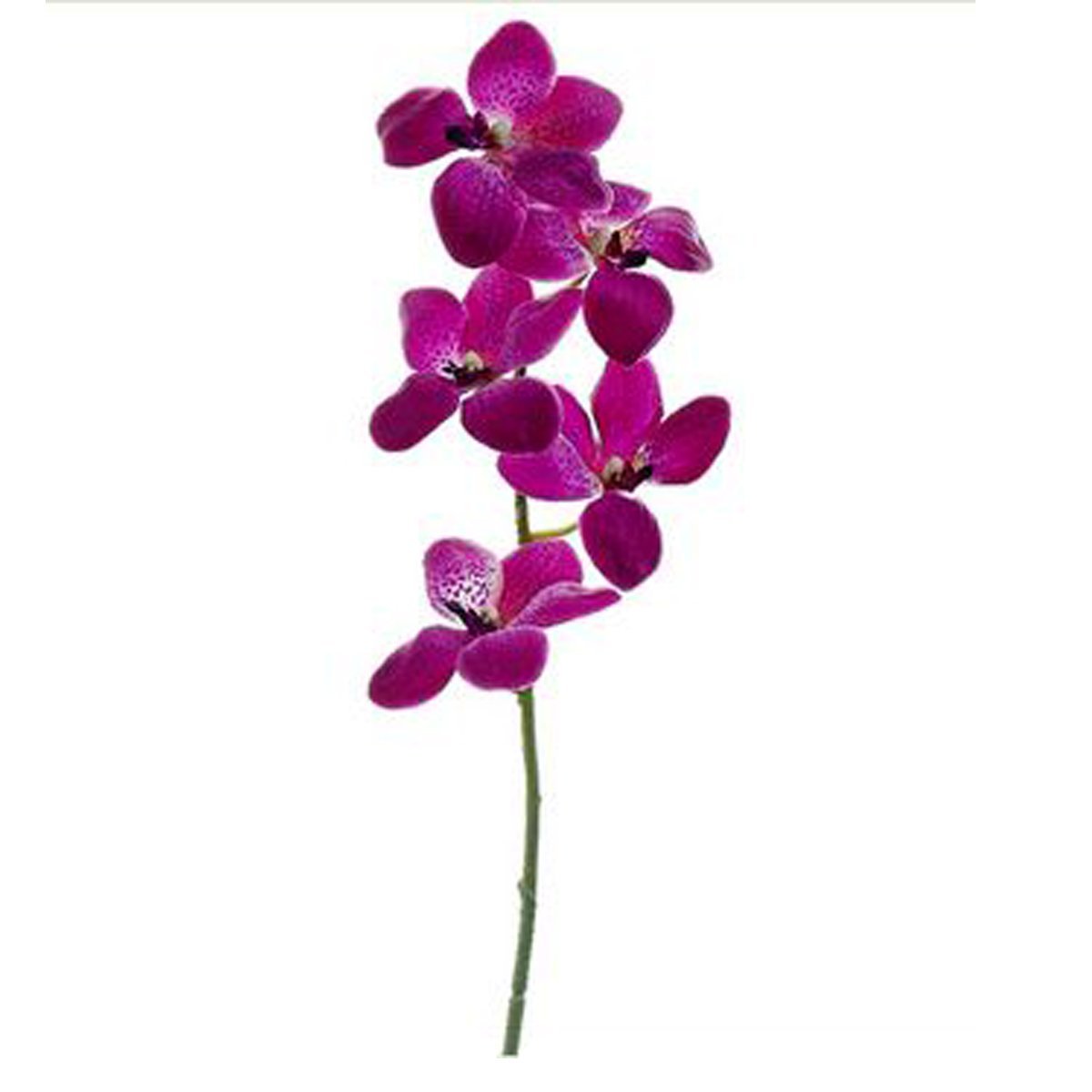 21 Vanda Orchid Spray Orchid Allstate Floral
