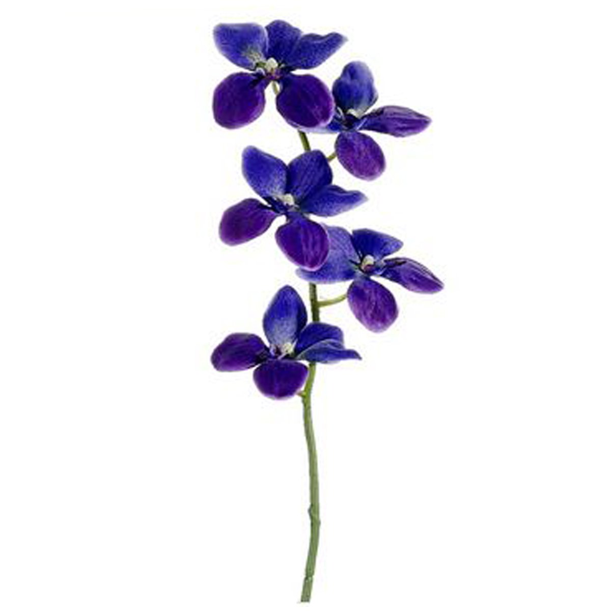 21 Vanda Orchid Spray Purple Allstate Floral
