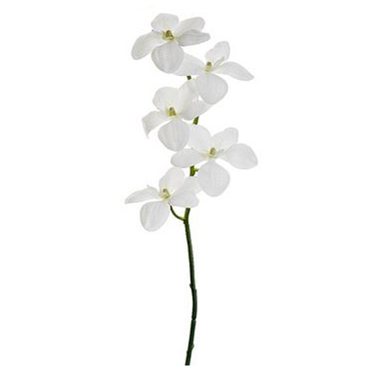 21 Vanda Orchid Spray  White Allstate Floral