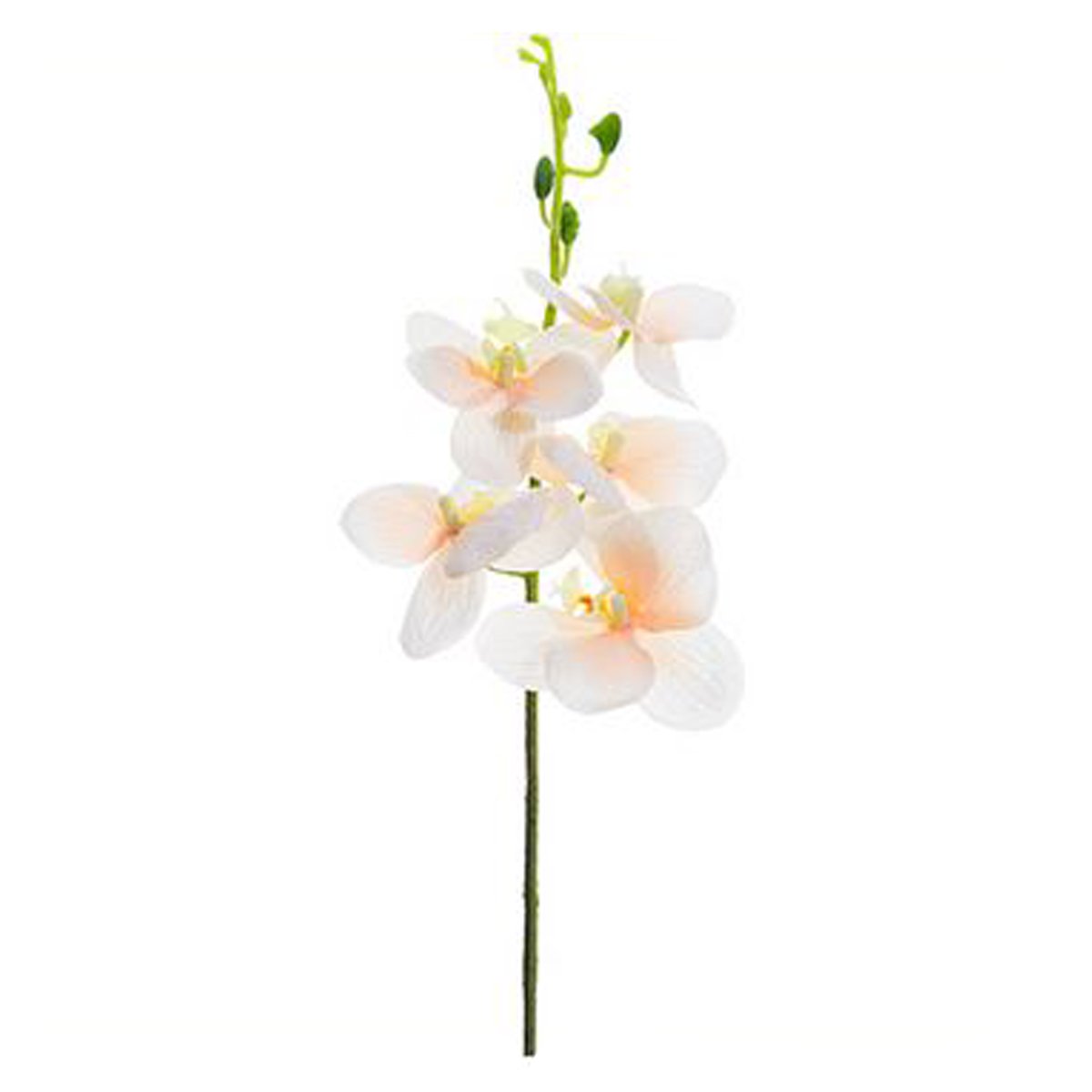 14 Phalaenopsis Orchid Pick  Peach Allstate Floral