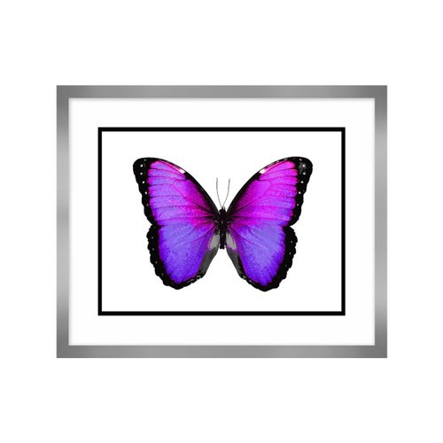 Cuadro Vibrant Butterfly Iv Carre 56 X 45 Cm
