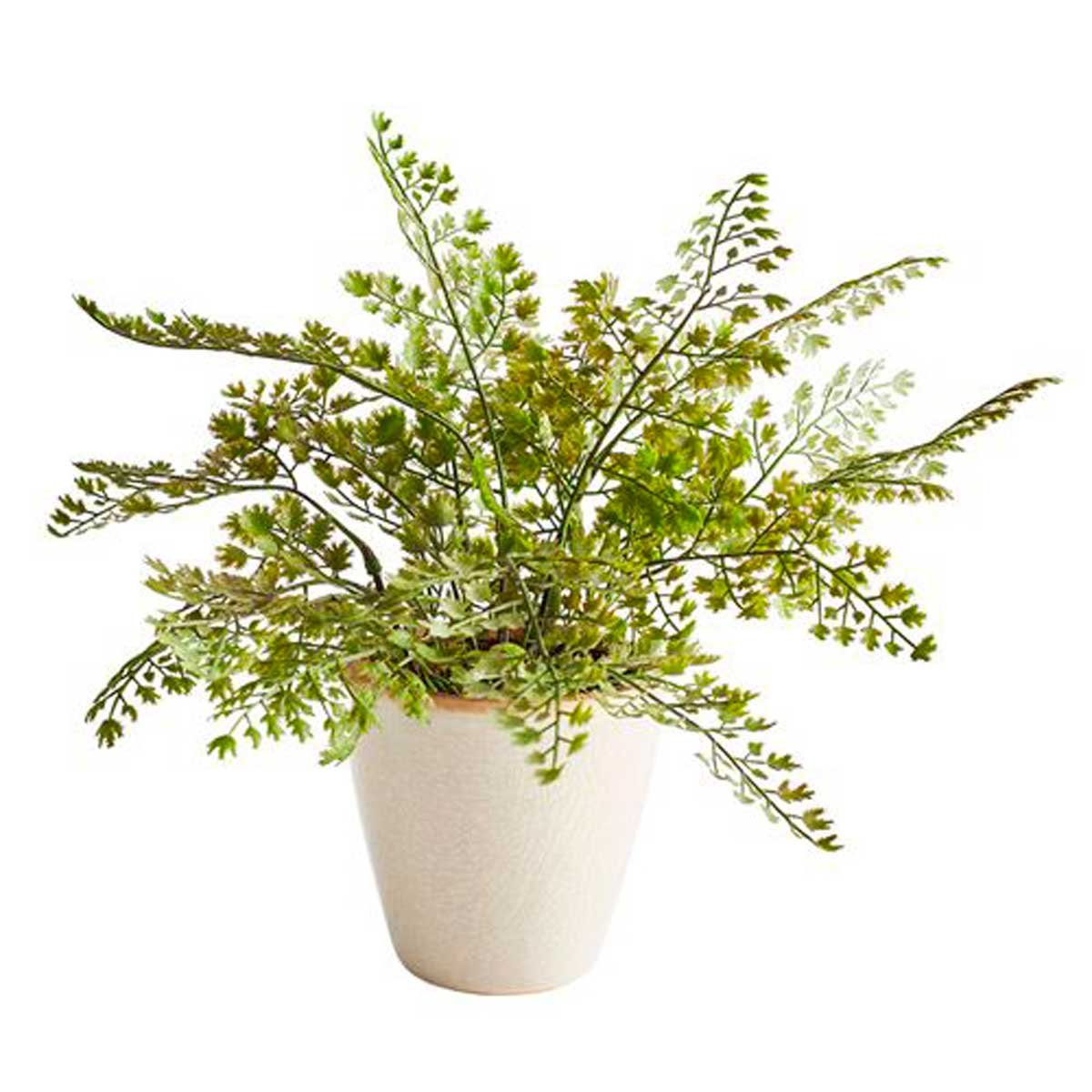 Arreglo Floral Maiden Hair Fern In Ceramic Pot Pier 1 Imports