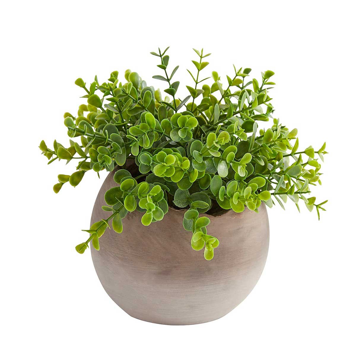 Arreglo Boxwood Round Pot Pier 1 Imports