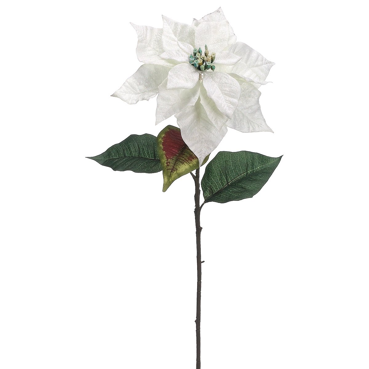 Flor Nochebuena Blanca Lottus