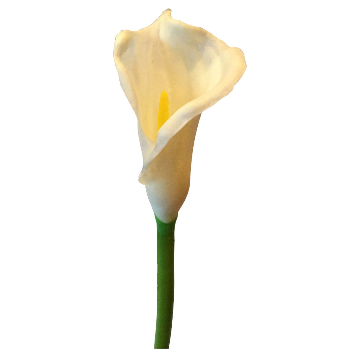 Alcatraz Blanco Lottus