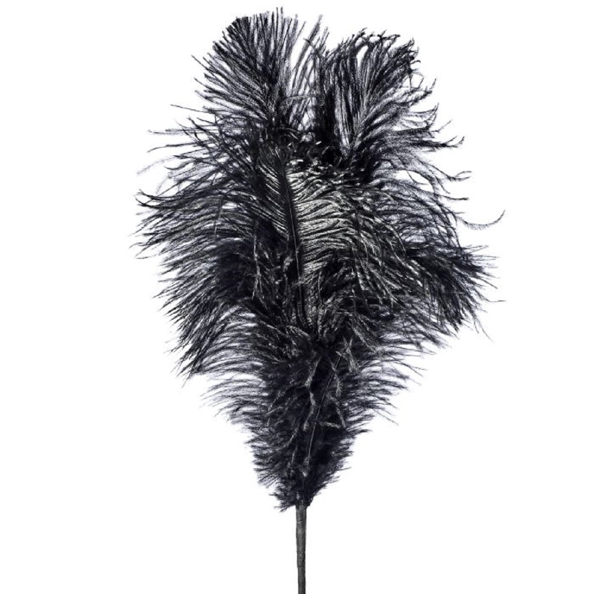 Rama con Plumas de Avestruz Color Negro 45 Cm