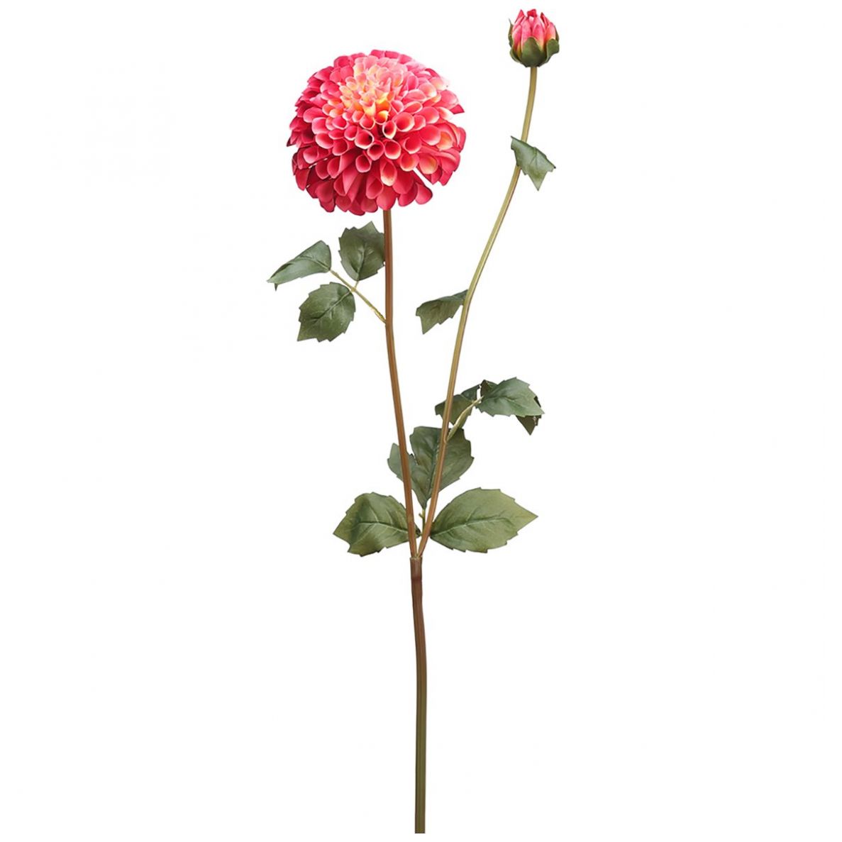 Dahlia Rosa Lottus 31Cm