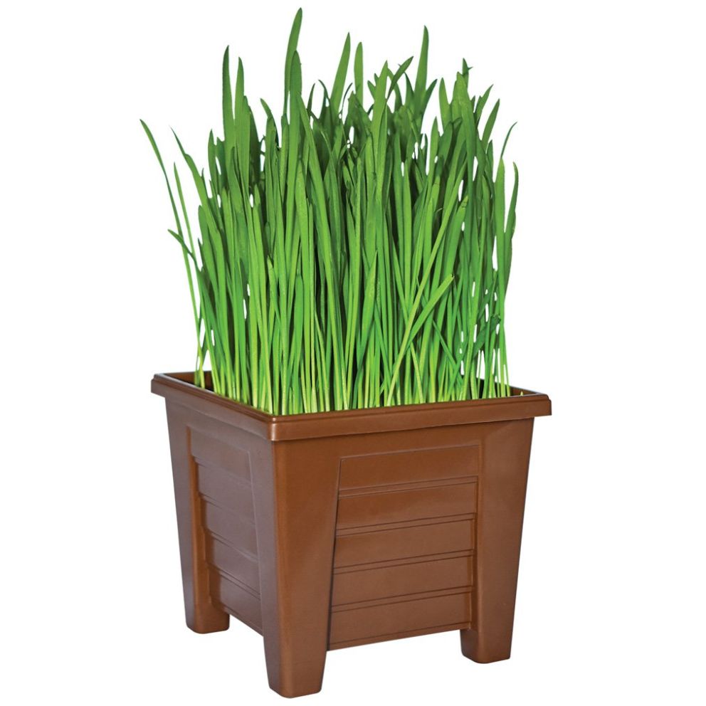 Pasto P/ Gatos Acuario Lomas