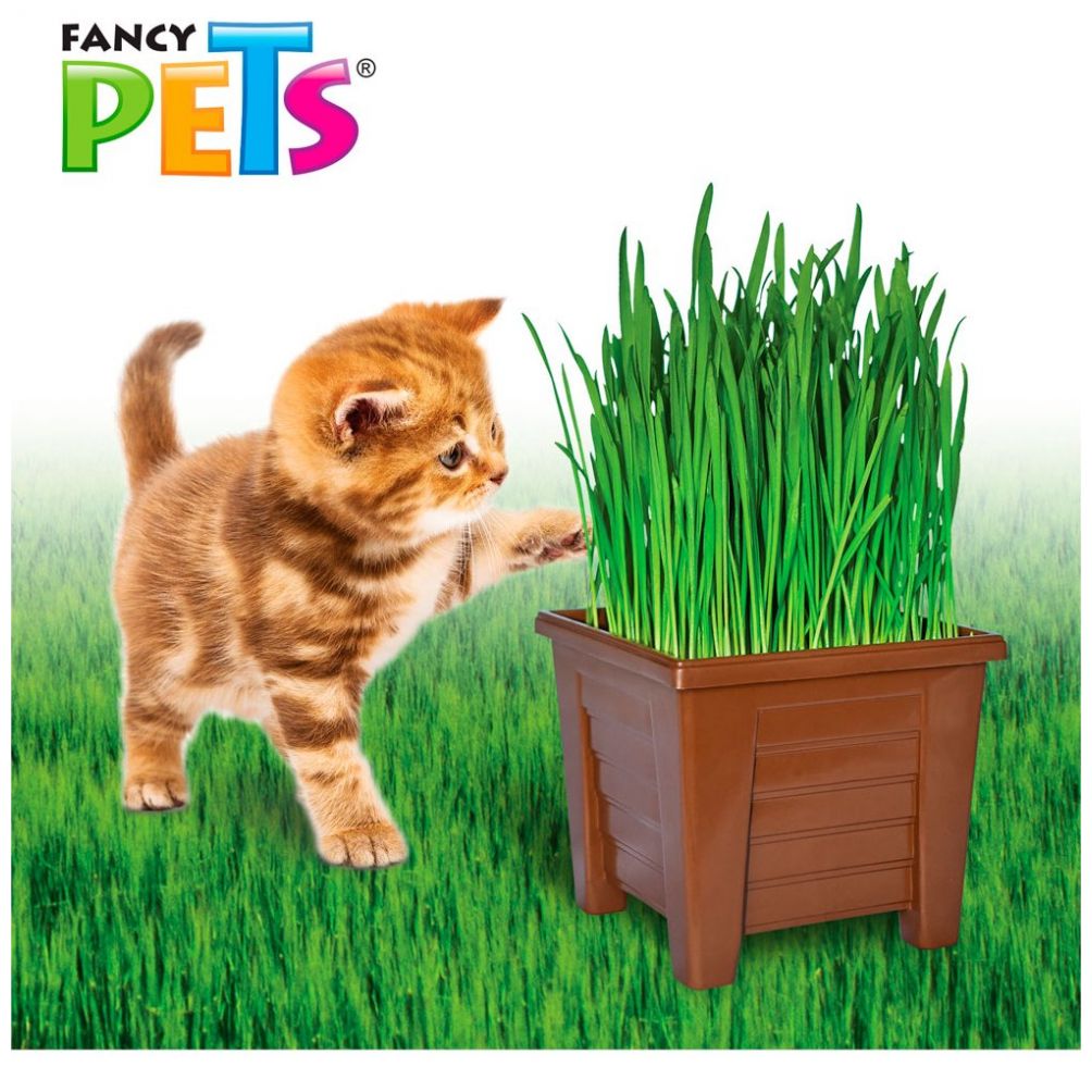 Pasto P/ Gatos Acuario Lomas