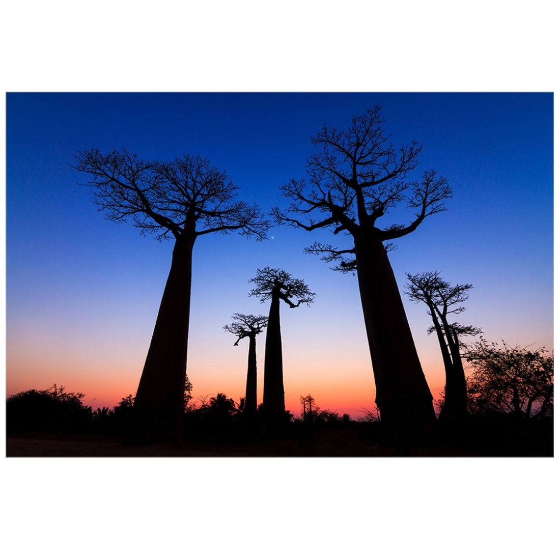 Cuadro Baobabs Avenue Carre