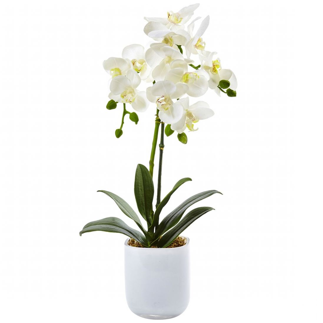 Orquídea Maceta Vidrio 20Cm Blanco