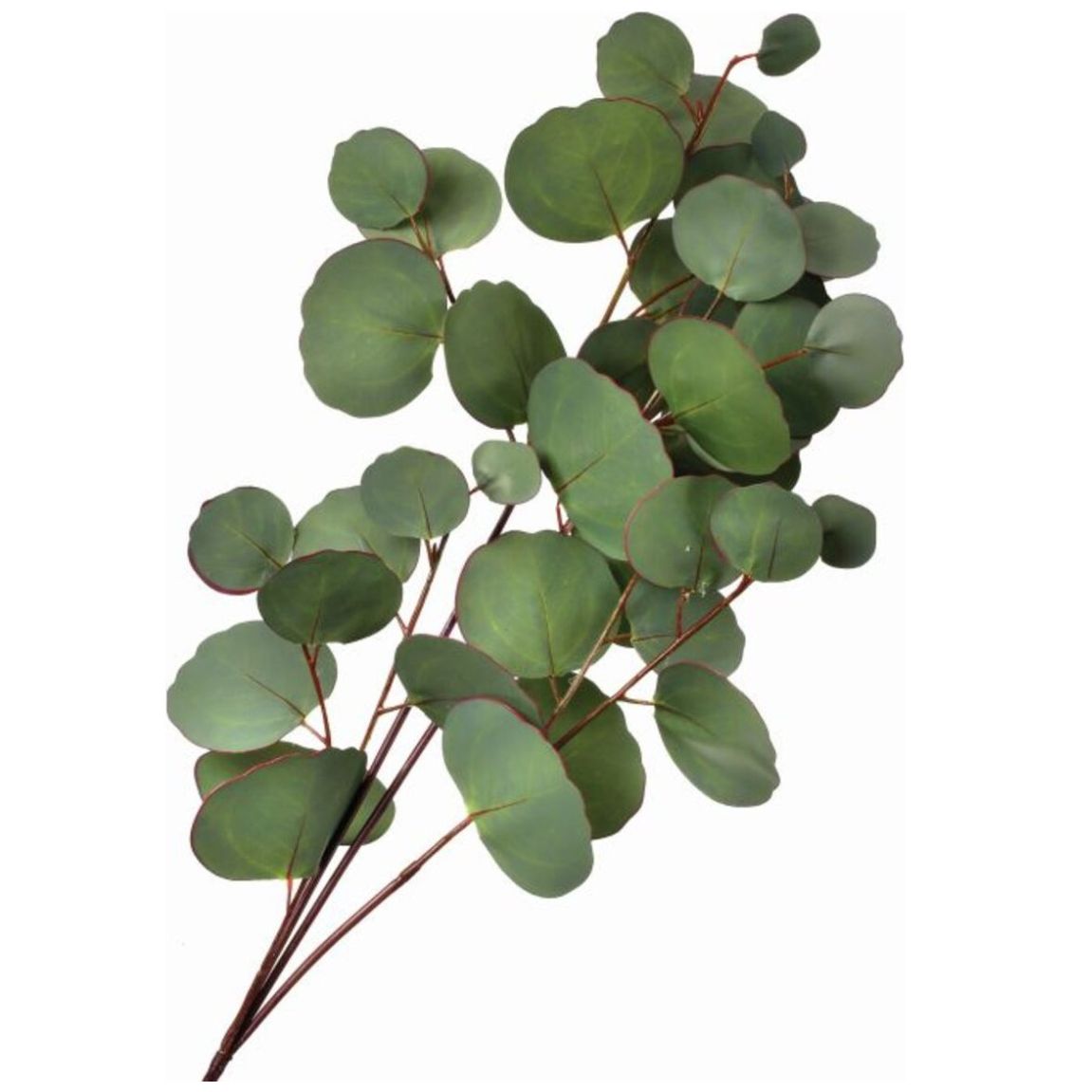 Rama de Eucalipto Hojas Redondas 65 Cm Vintage Home