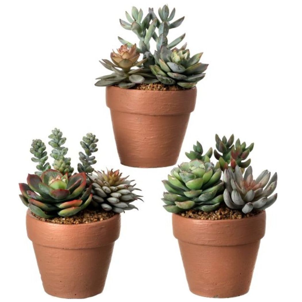 Macetita con Suculentas 13 Cm Vintage Home