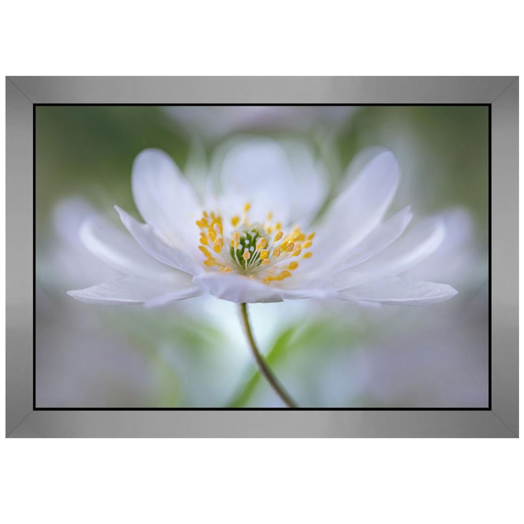 Cuadro Nemorosa Nirvana Carre