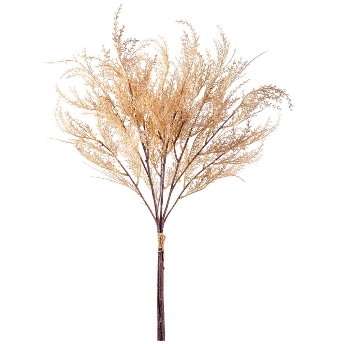 Home Nature Pack de Pampas Preservadas Betv