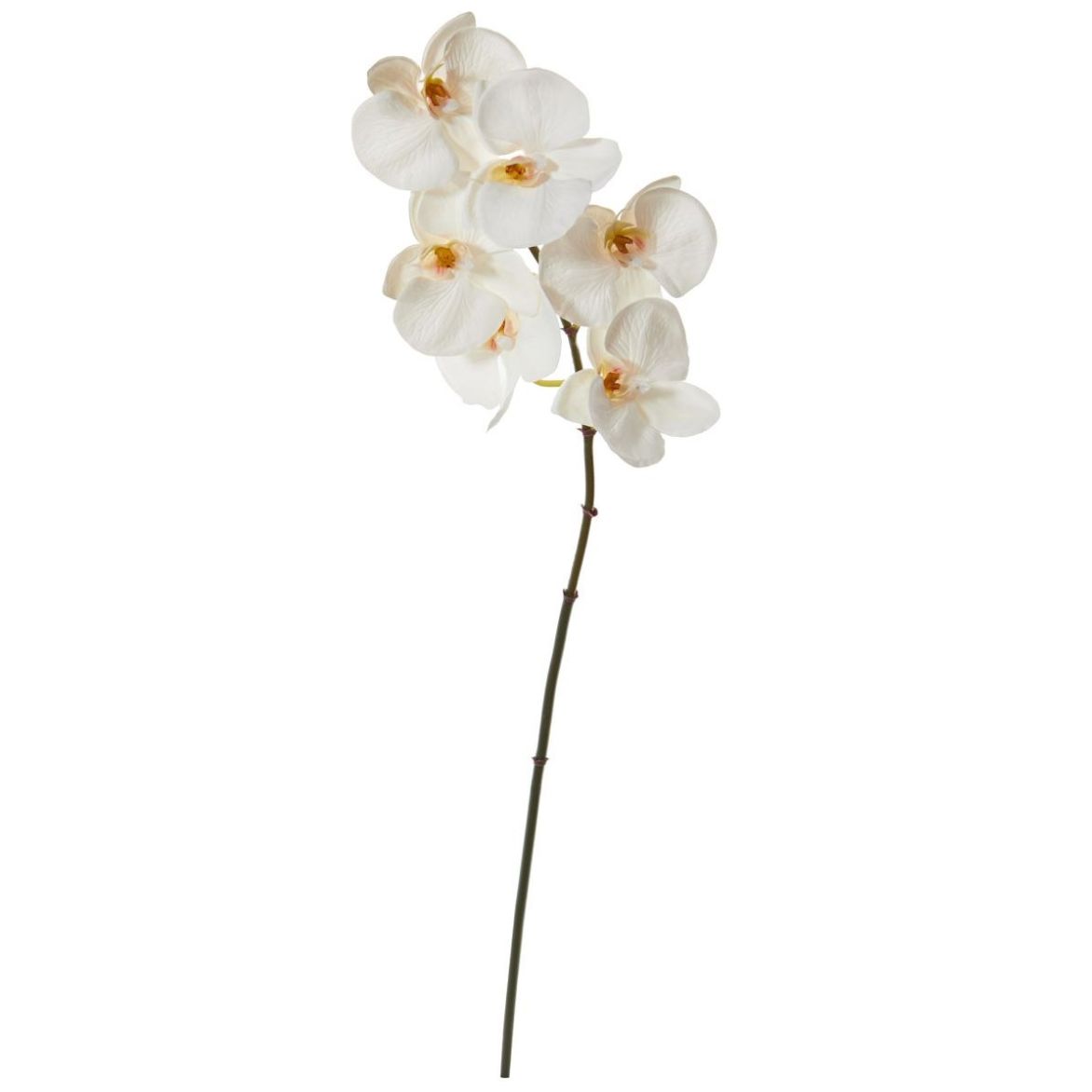 Flor Orquídea Blanca Nearly
