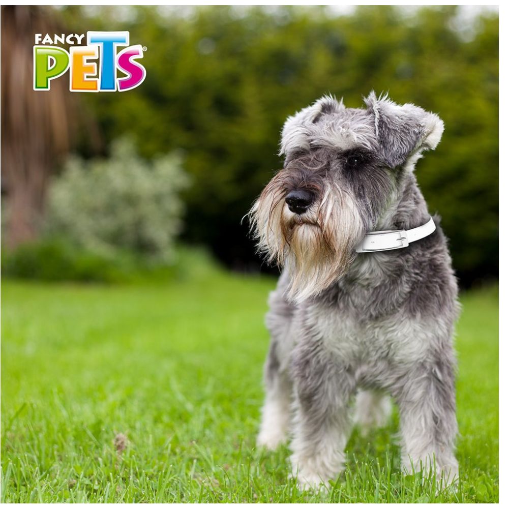 Collar Antipulgas para Perro Chico Fancy Pets