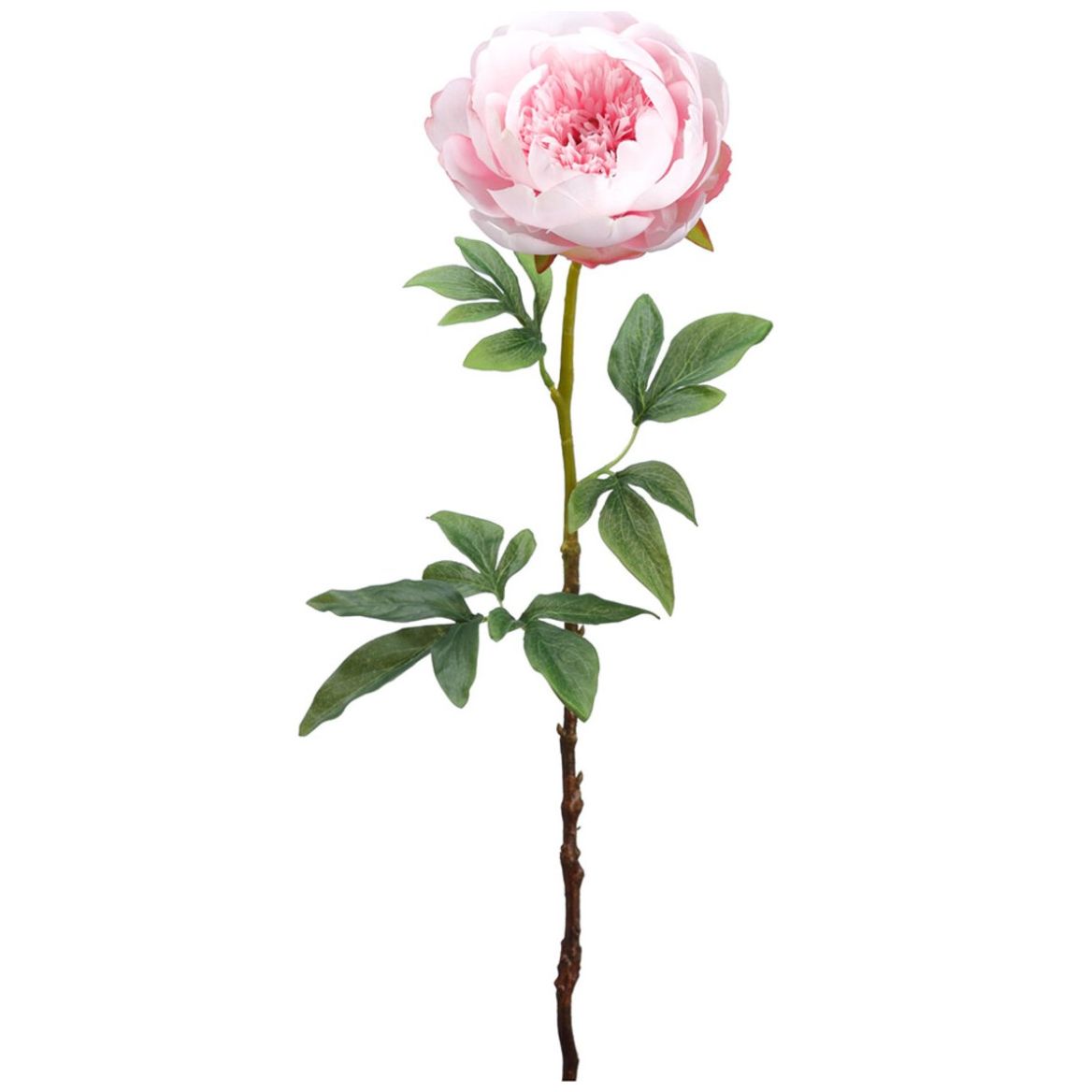 Peonia Rosa 61Cm Allstate Floral