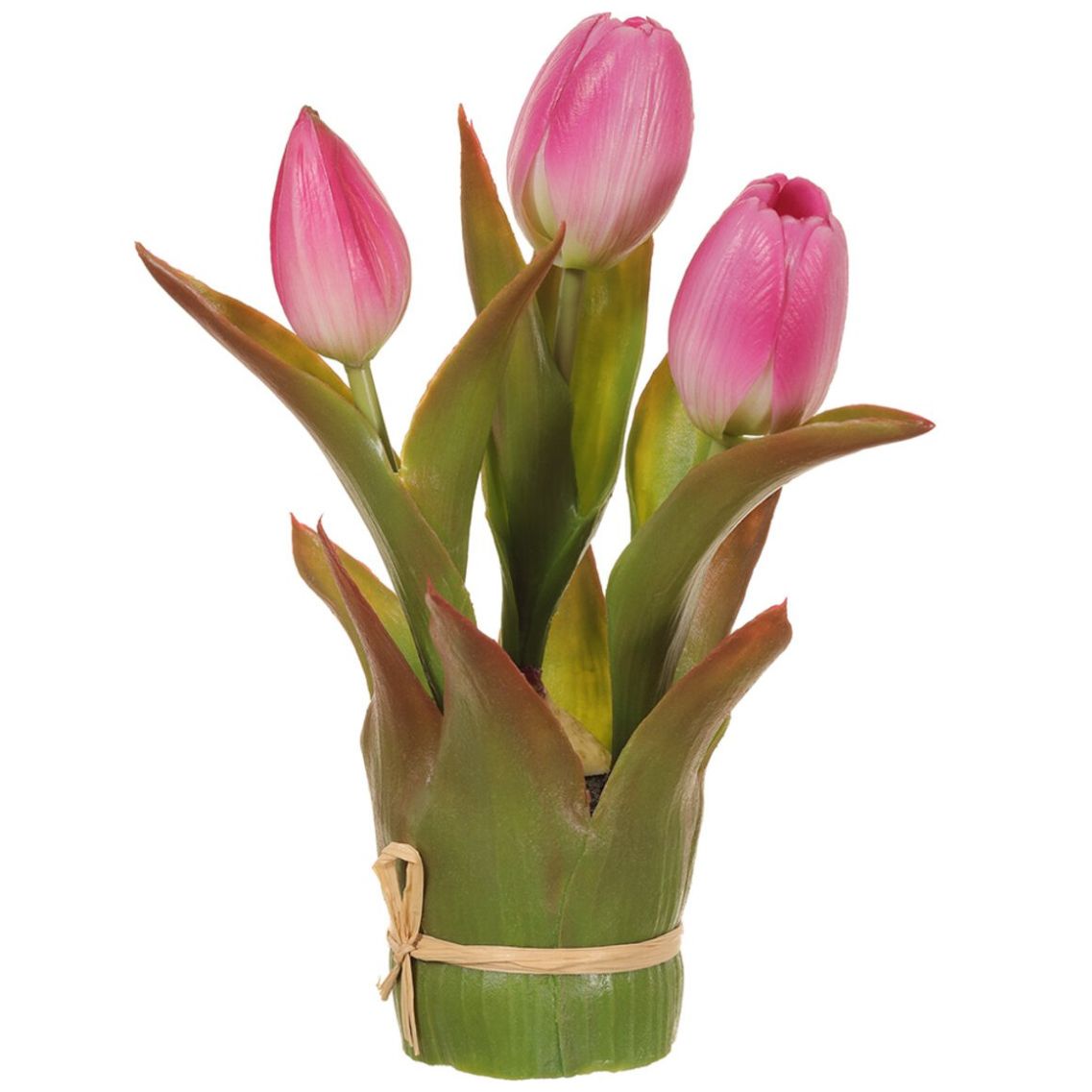 Tulipán Rosa en Planta 20Cm Allstate Floral