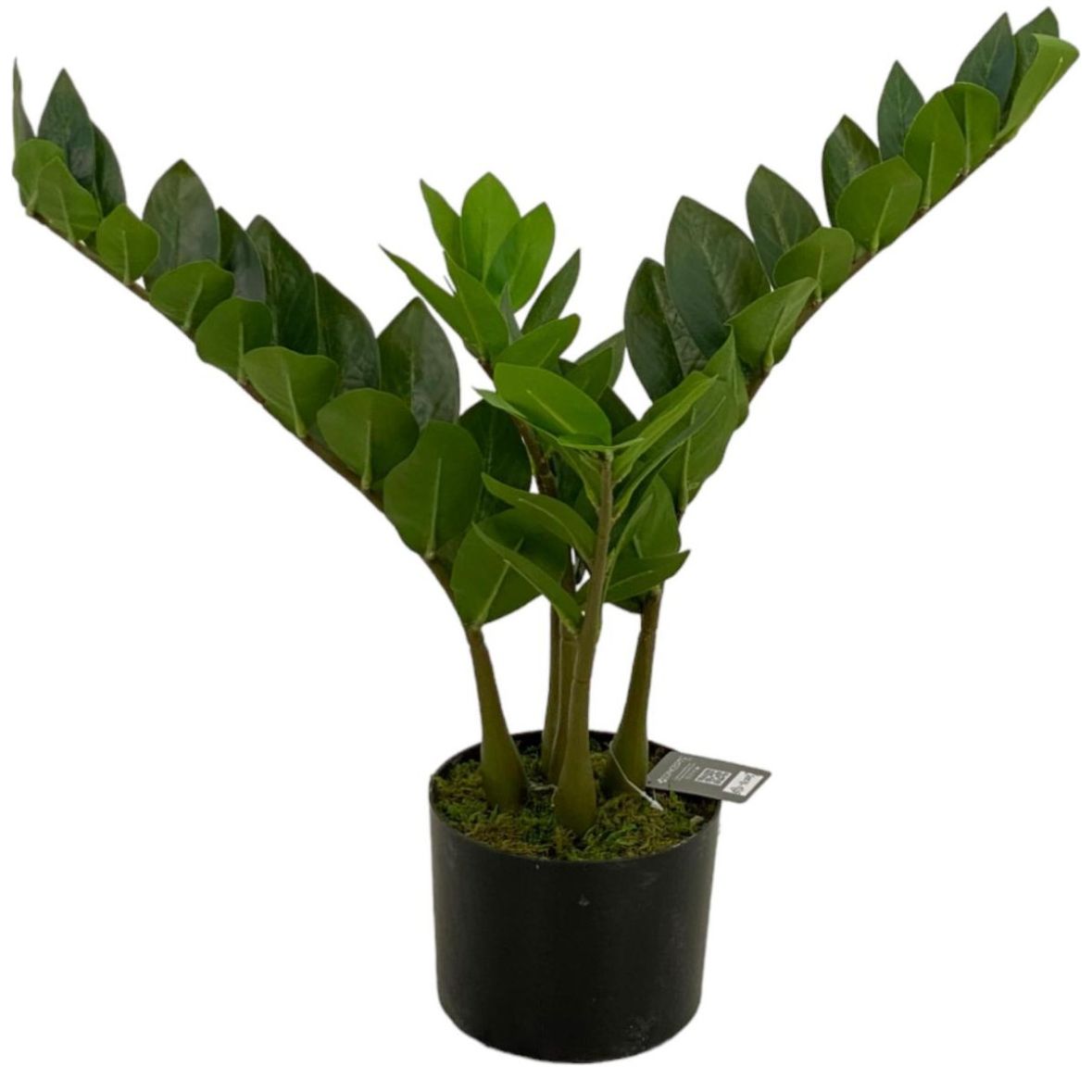 Planta Artificial Zamioculcas 50 X 23 X 23 Cm Concepts